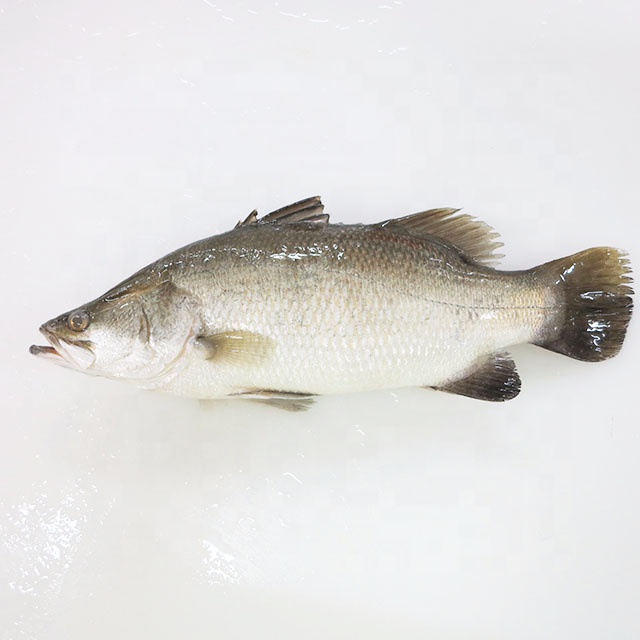 Frozen Barramundi-1