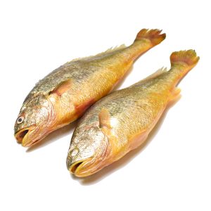 Yellow croakers