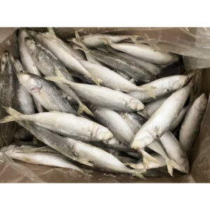 Frozen round scad fish