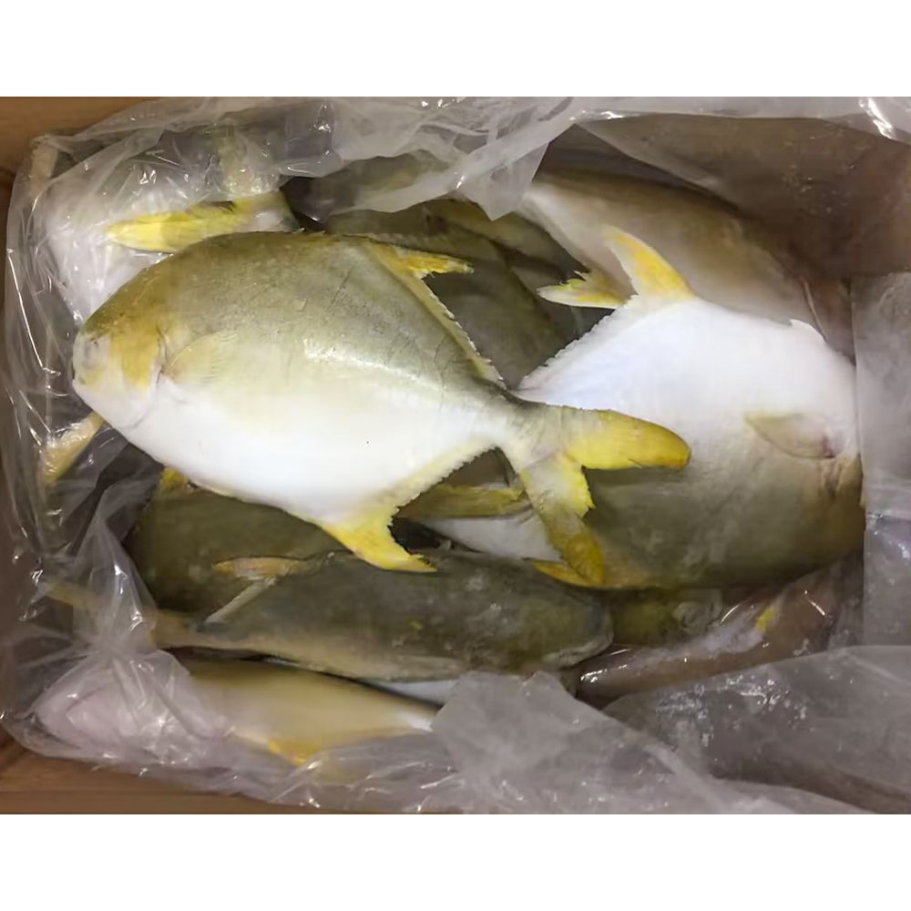 White Pomfret Fish