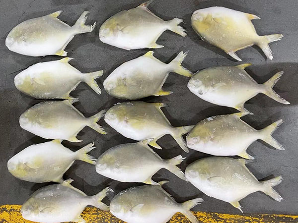 Golden Pompano Quality Control (3)