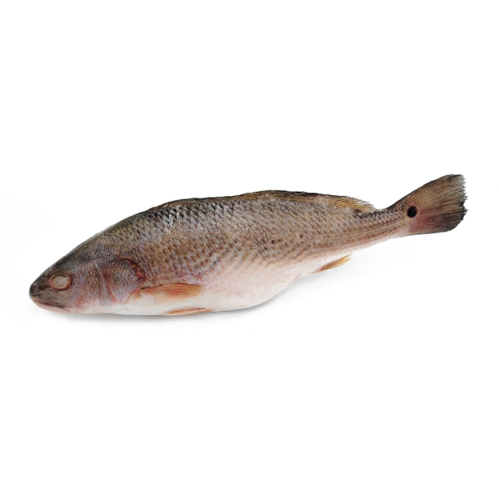 Red drum fish