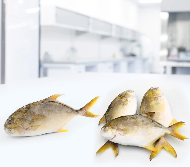 Frozen Golden Pompano Wholesale