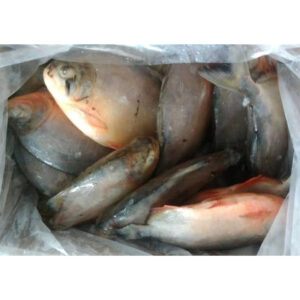 Red pomfret fish