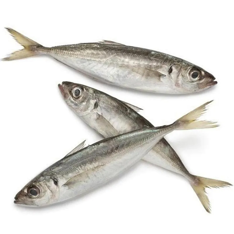 Horse Mackerel