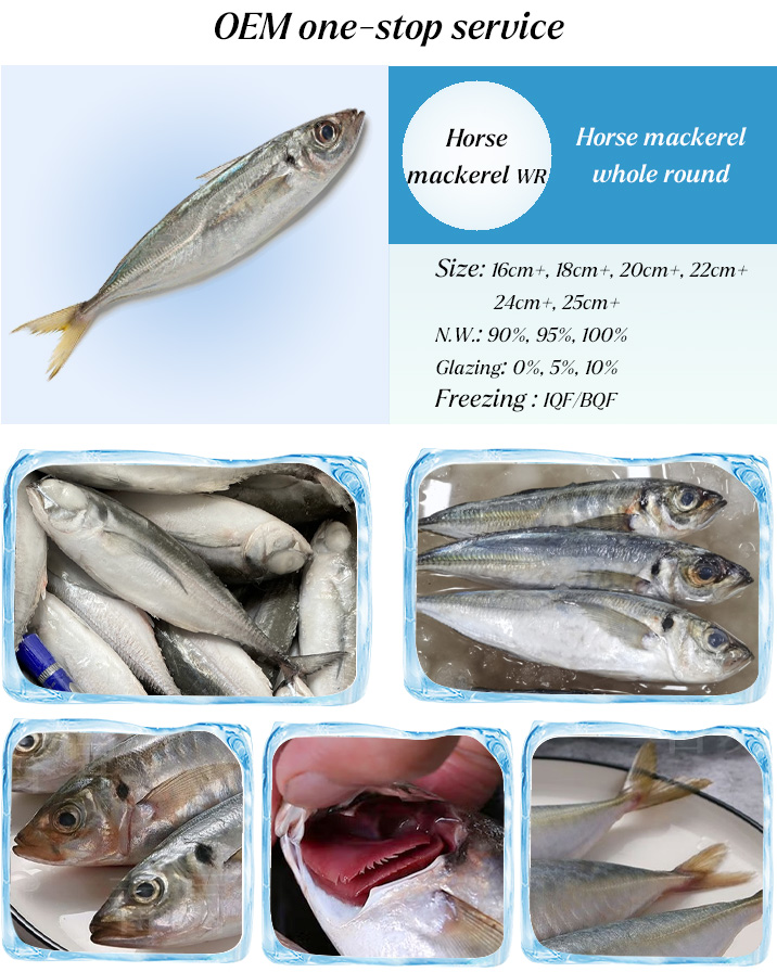 frozen horse mackerel