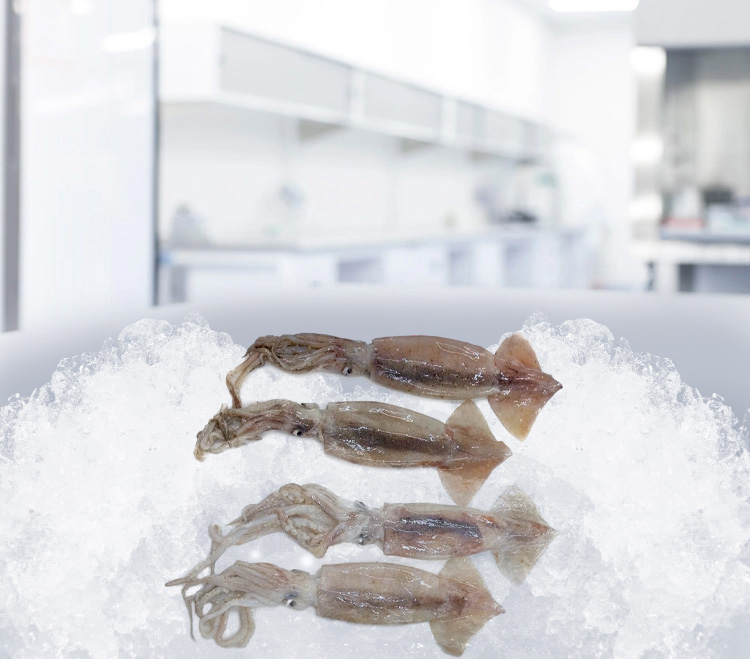 Frozen illex squid