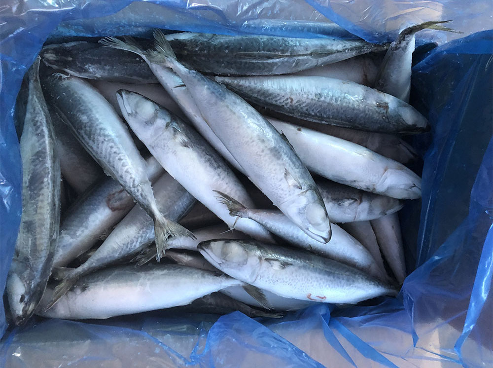 landfrozen pacific mackerel