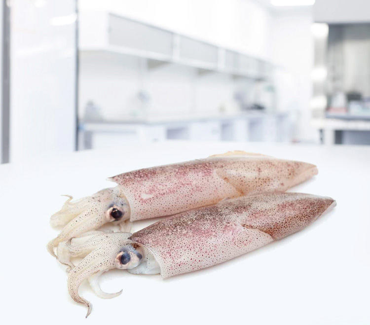 loligo squid