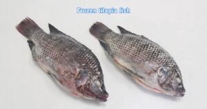 China export frozen tilapia fish Video