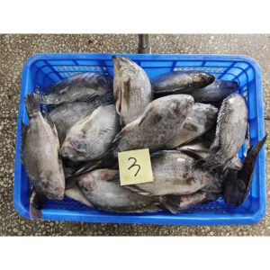 Frozen Gutted Scaled Tilapia Fish (1)