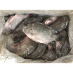 Frozen Gutted Scaled Tilapia Fish (3)