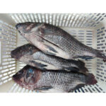 Frozen Gutted Scaled Tilapia Fish (4)