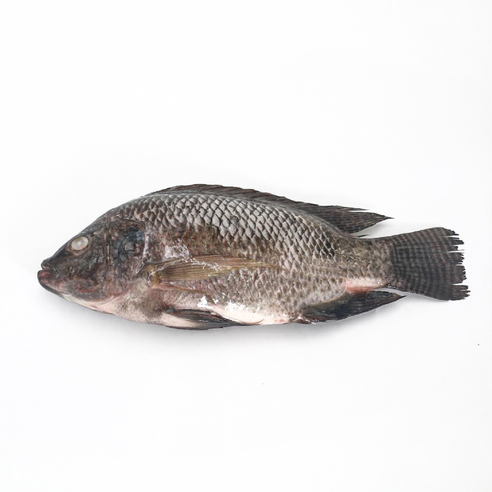 Frozen Whole Tilapia Fish Detail (2)