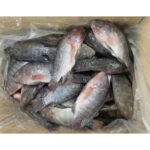 Frozen Whole Tilapia Fish Exporters Factory Low Price (1)