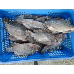 Frozen Whole Tilapia Fish Exporters Factory Low Price (3)