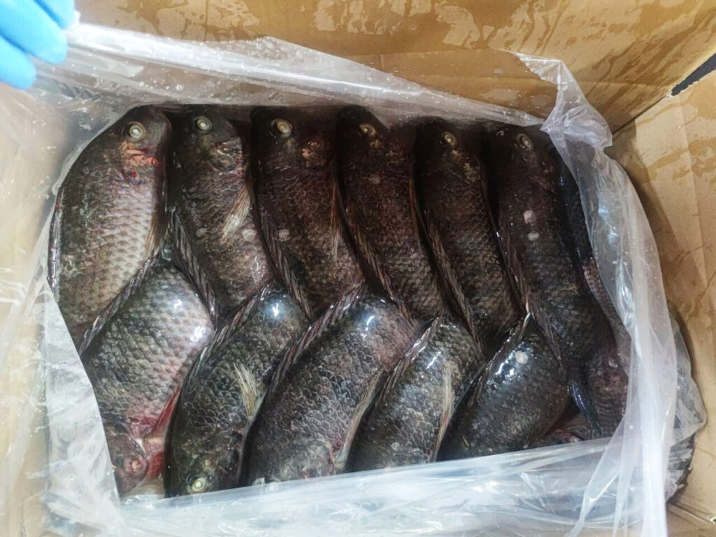 Frozen Whole Tilapia Fish Exporters Factory Low Price bqf