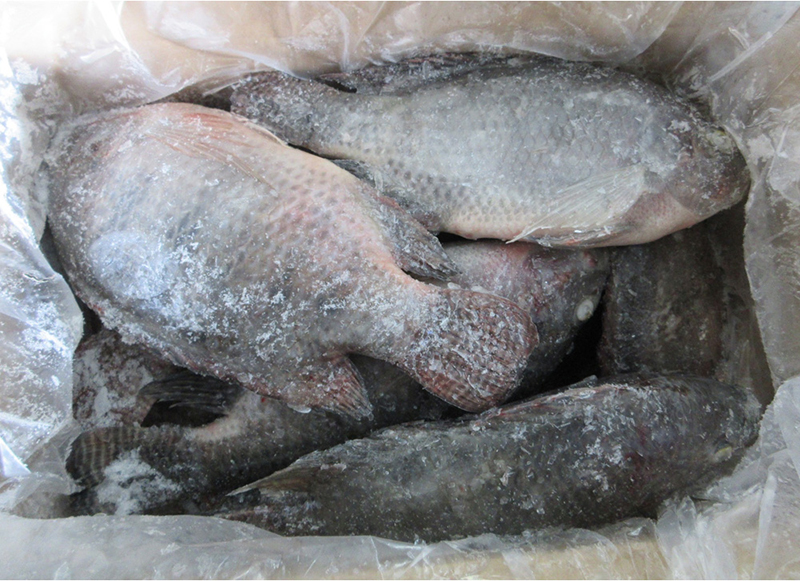 Frozen Whole Tilapia Fish Exporters Factory Low Price iqf