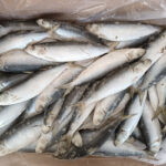 Whole-Round-Frozen-Sardine-Fish-(1)