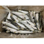 Whole Round Frozen Sardine Fish (3)