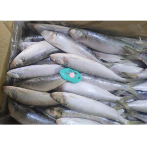 Whole Round Frozen Sardine Fish (5)