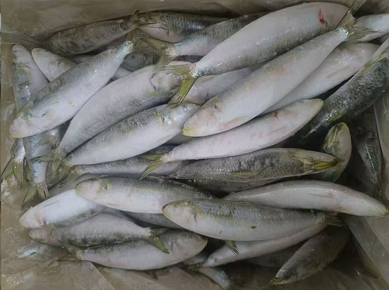 whole round frozen sardine fish land frozen