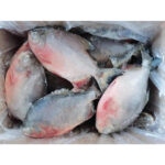 Frozen Red Pomfret Whole Round (1)