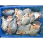 Frozen Red Pomfret Whole Round (3)