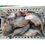 Frozen Red Pomfret Whole Round (4)