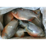 Frozen Red Pomfret Whole Round (5)