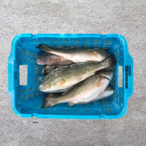 Frozen Whole Round Red Drum Fish (1)