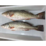 Frozen Whole Round Red Drum Fish (1)