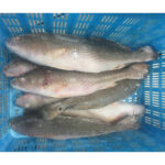 Frozen Whole Round Red Drum Fish (2)