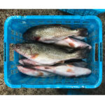 Frozen Whole Round Red Drum Fish (3)