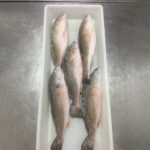 Frozen Whole Round Red Drum Fish (4)