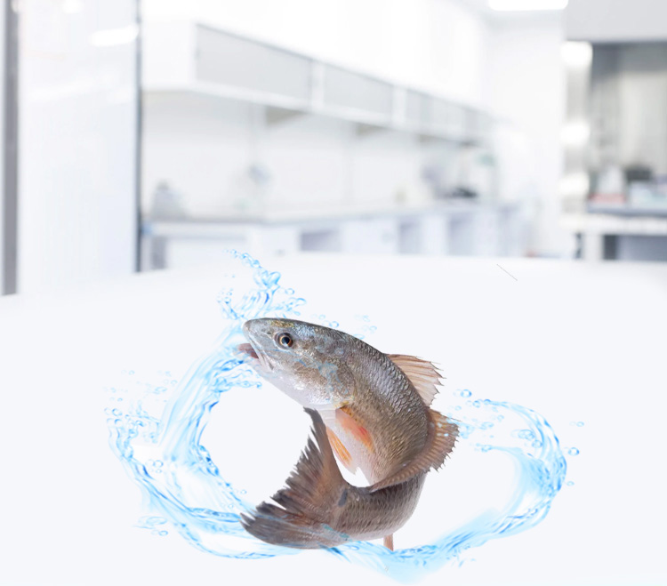 Frozen Whole Round Red Drum Fish Wholesale Frozen Whole Round Red Drum Fish Wholesale