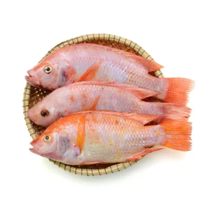 Frozen red tilapia