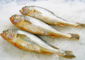 Frozen yellow croaker fish